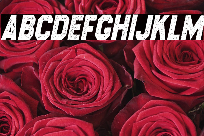 CROSSROADS CON ITALIC PERSONAL USE Regular Example 1