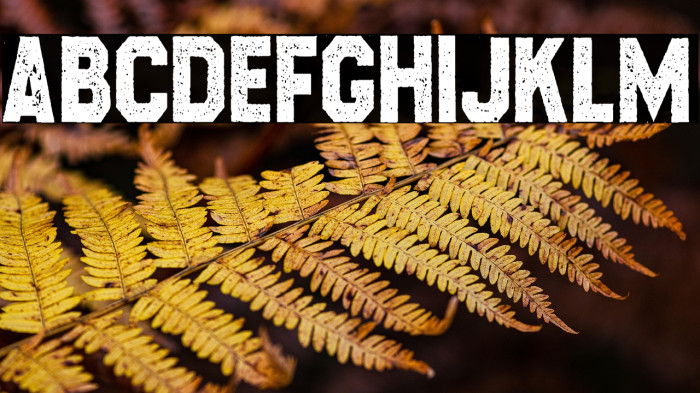 CROSSROADS CONDENSED PERSONAL USE Regular Example 3