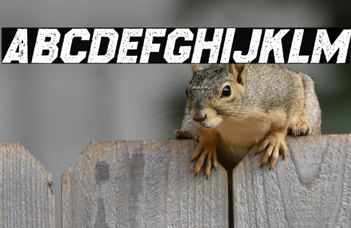 CROSSROADS ITALIC PERSONAL USE Regular Example 3