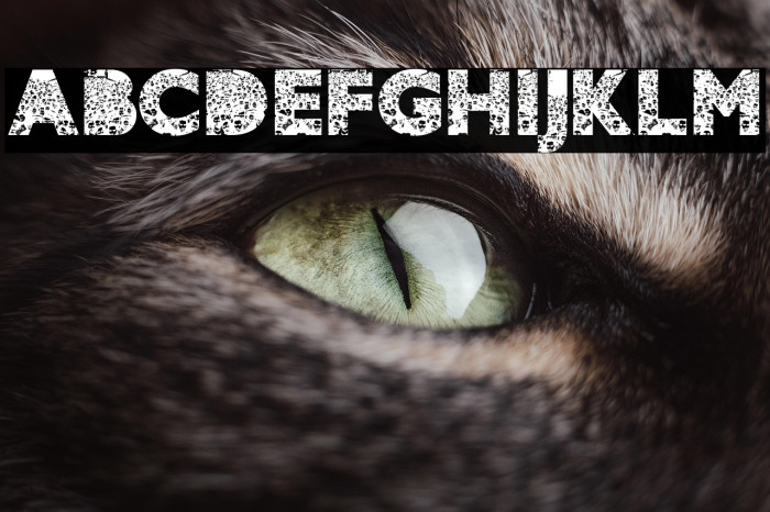 CROWD PERSONAL USE Bold Example 2