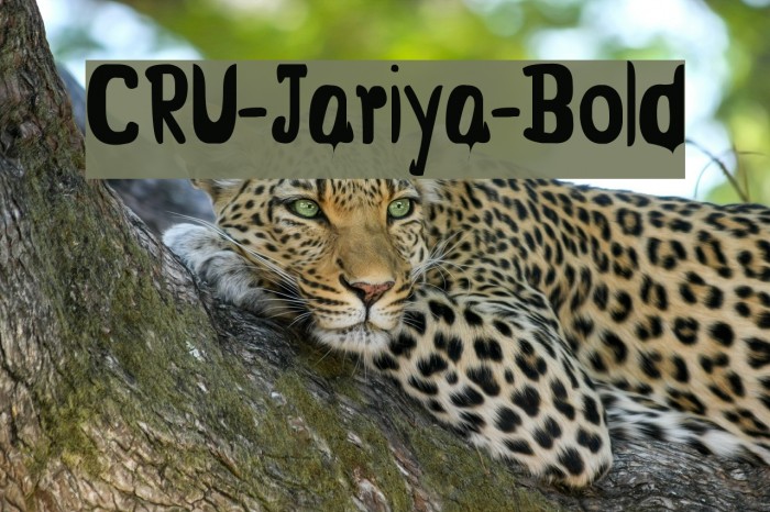 CRU-Jariya-Bold Example 3