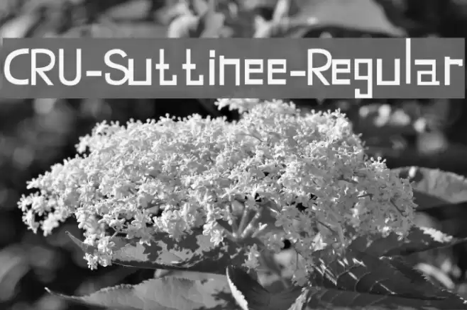 CRU-Suttinee-Regular Fuentes examples