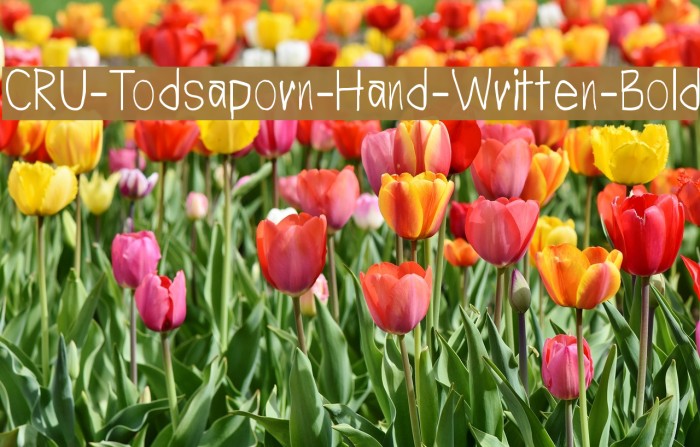 CRU-Todsaporn-Hand-Written-Bold Font examples