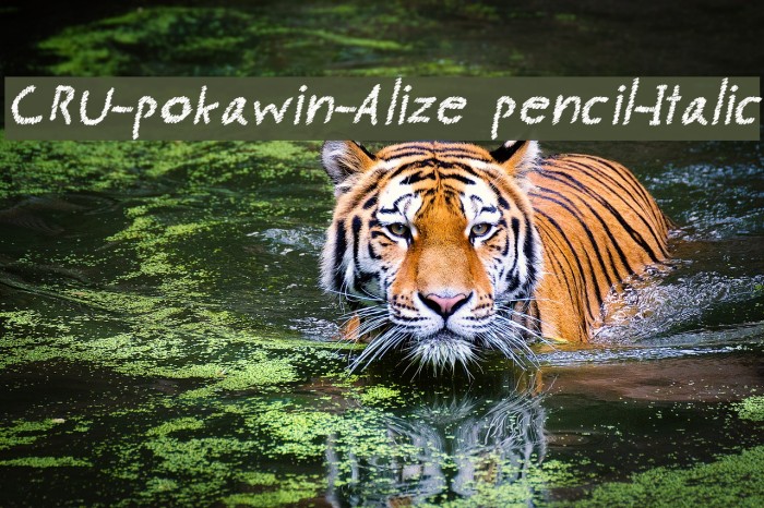 CRU-pokawin-Alize pencil-Italic Font examples