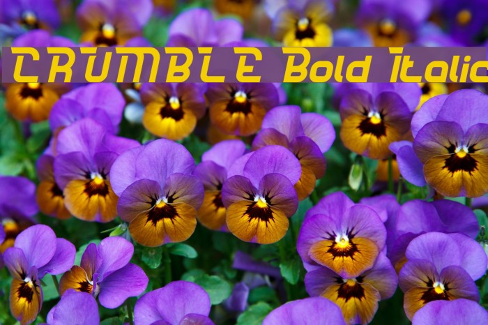 CRUMBLE Bold Italic Example 1