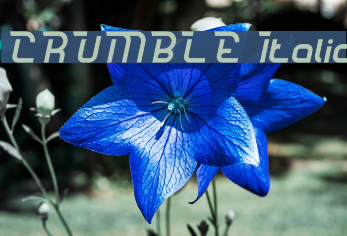 CRUMBLE Italic Font examples