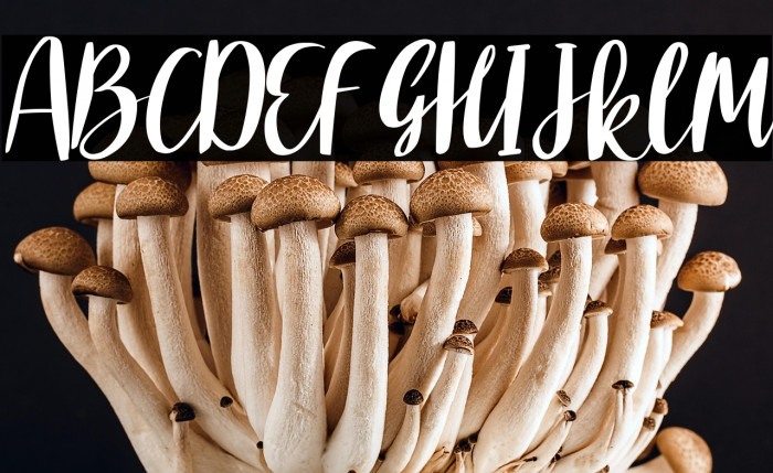 CRUSH BISCUIT Example 2