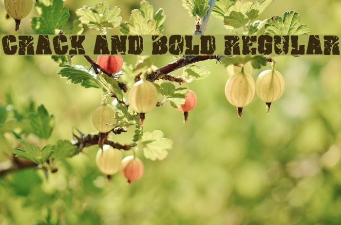 Crack and Bold Regular Font examples