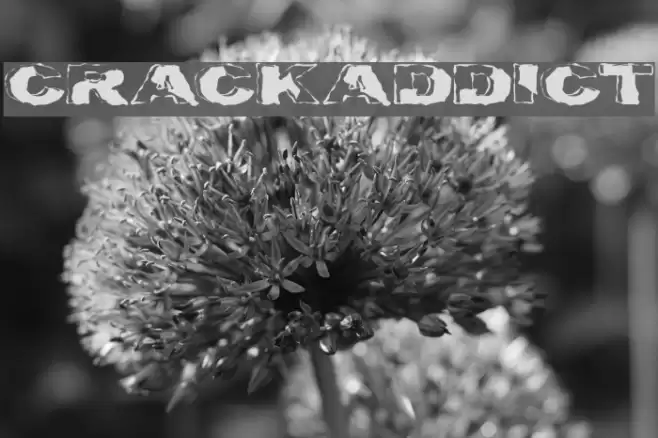 Crackaddict フォント examples