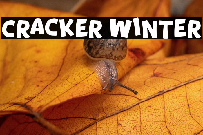 Cracker Winter Example 2
