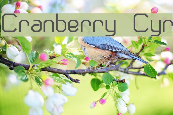 Cranberry Cyr Шрифта examples