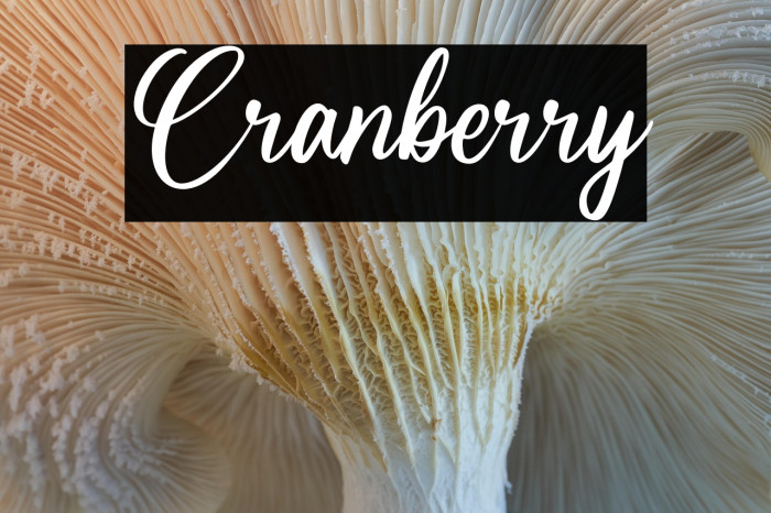 Cranberry Example 3