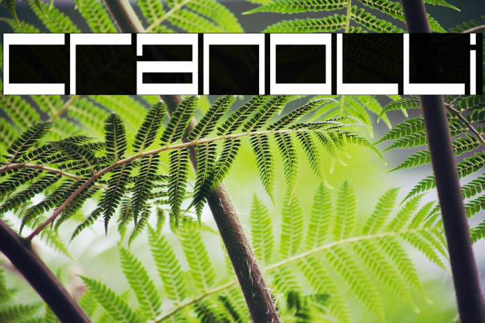 Cranolli Font examples