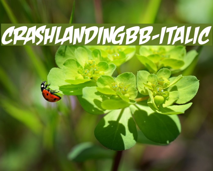 CrashLandingBB-Italic Example 3