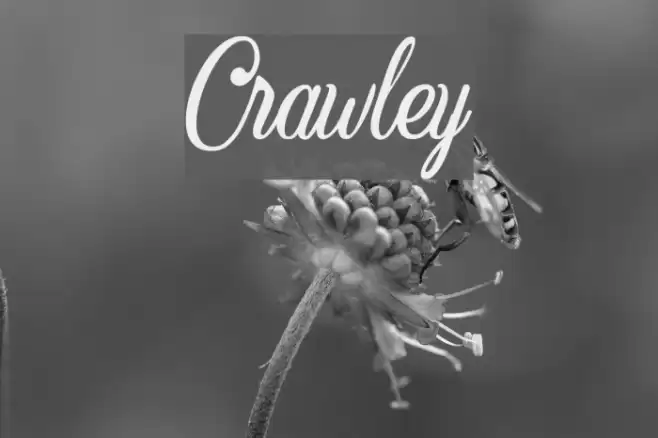 Crawley Font examples