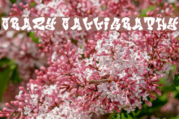 Crazy Calligraphy Font examples