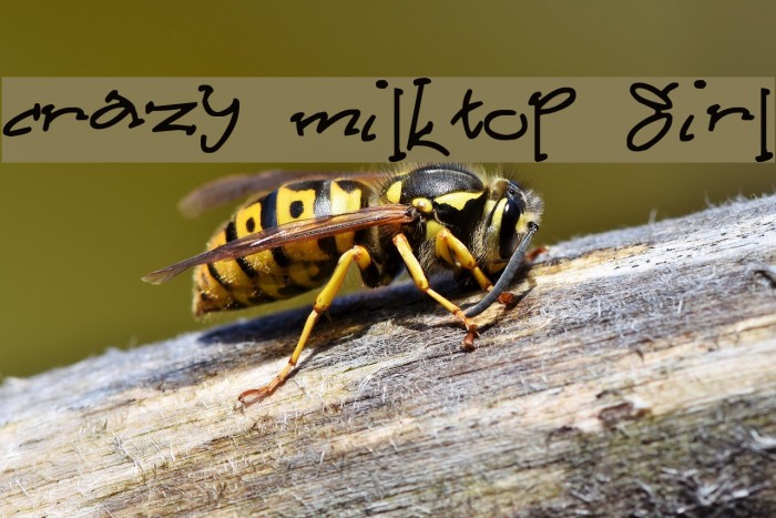 Crazy Milktop Girl Font examples
