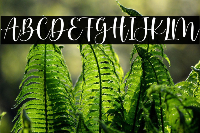 Cream Candy Example 2