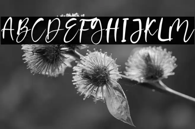 Creamy Corn Font examples