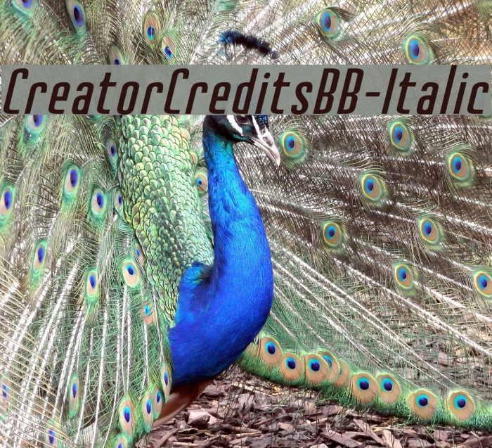 CreatorCreditsBB-Italic Font examples