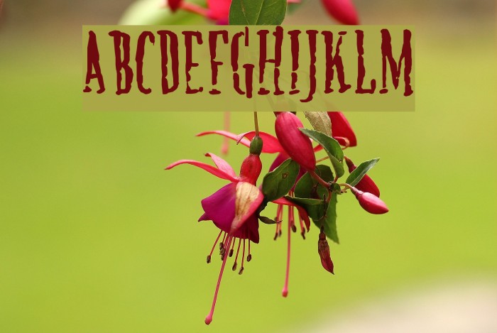 CreatureA Schriftart examples