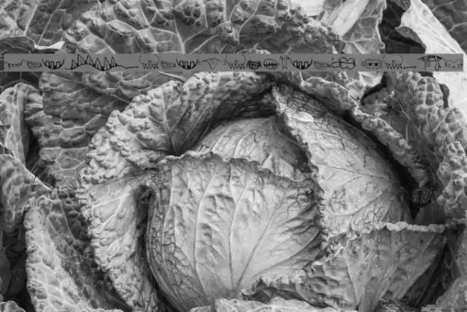 CreatureBuilderMouths Schriftart examples