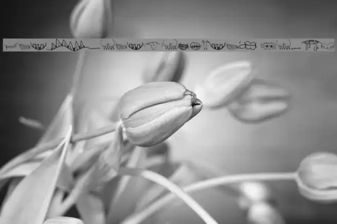 CreatureBuilderMouths Schriftart examples