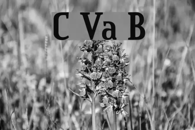 Credit Valley Bold Font examples