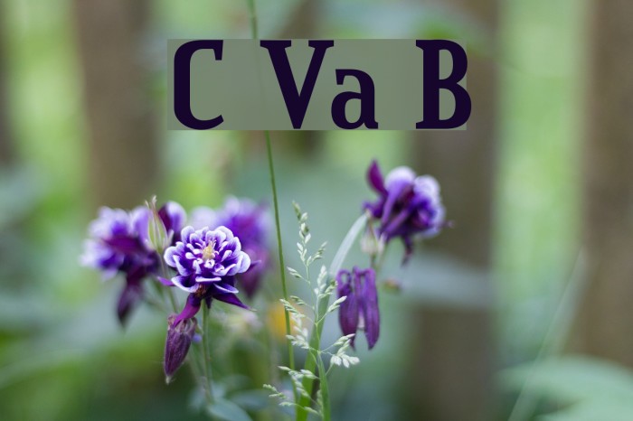 Credit Valley Bold Font examples