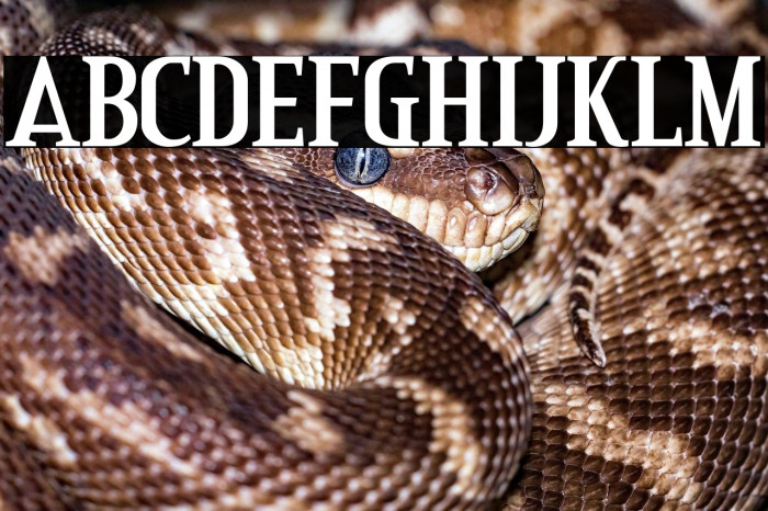 CreditValley-Bold Example 1