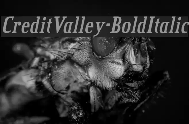 CreditValley-BoldItalic Font examples