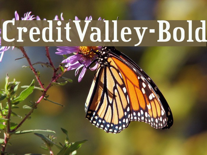 CreditValley-Bold Font examples