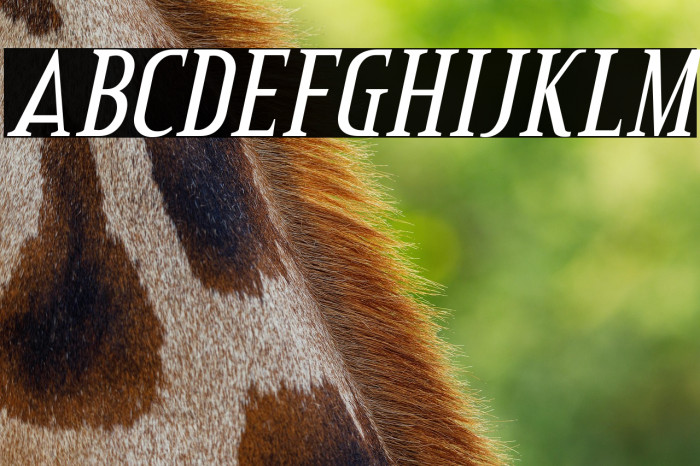 CreditValley-Italic Example 3