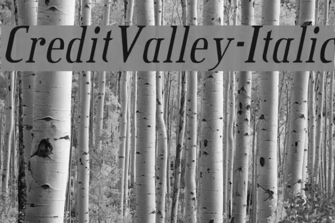 CreditValley-Italic Font examples