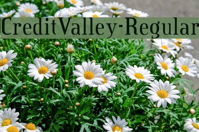 CreditValley-Regular Font examples