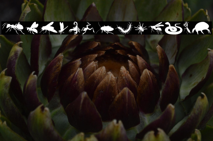 Creepy Crawlies Example 1