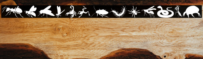 Creepy Crawlies Example 3