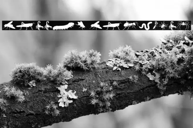 Creepy Crawlies Font examples