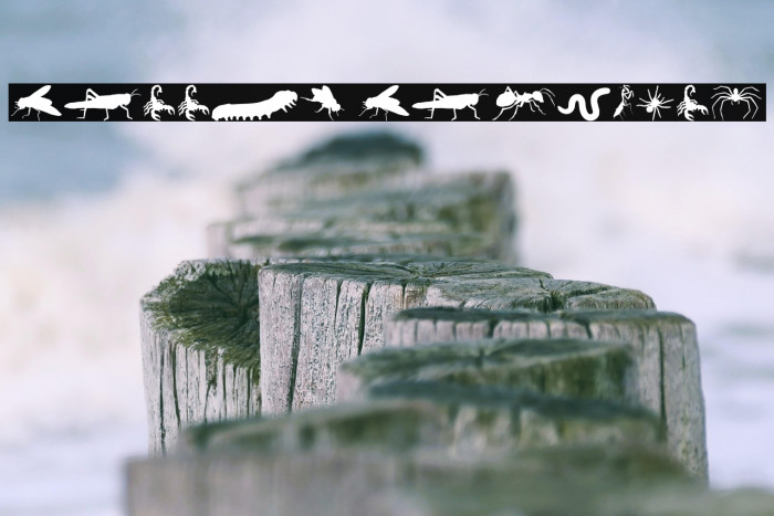 Creepy Crawlies Example 2