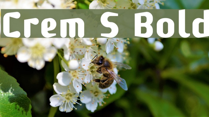 Crem S Bold Font examples