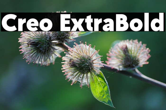 Creo ExtraBold Example 3