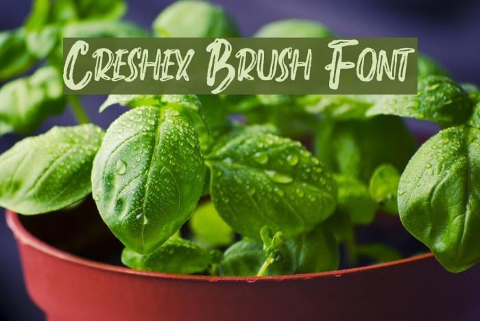 Creshex Brush Font Example 1