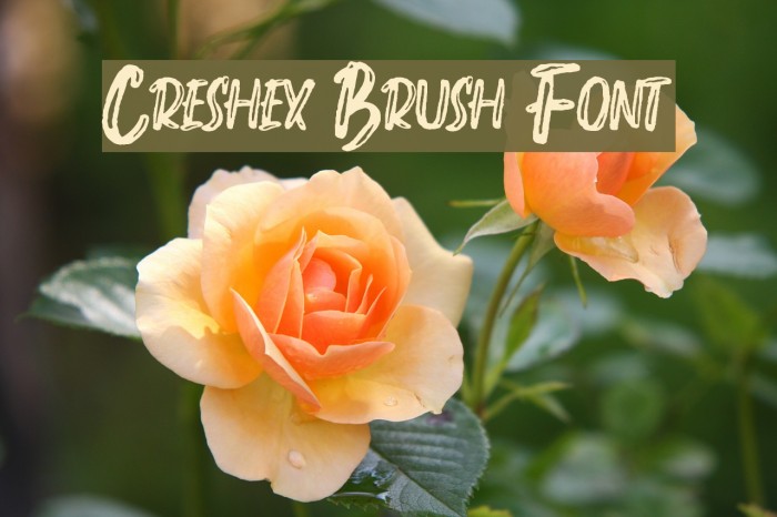 Creshex Brush Font Example 3
