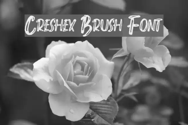 Creshex Brush Font Font examples