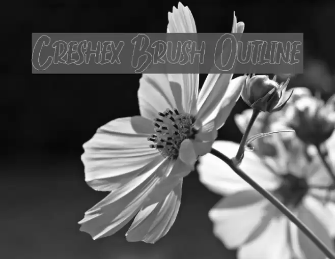 Creshex Brush Outline Font examples