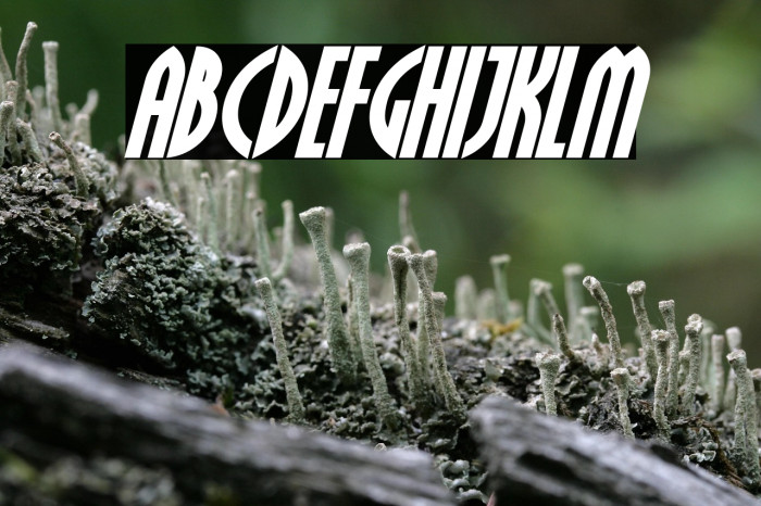 Crichton Bold Italic Example 3