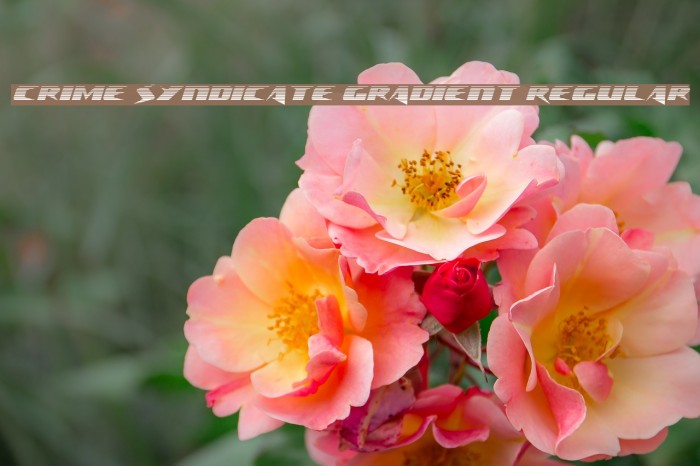 Crime Syndicate Gradient Regular Example 2