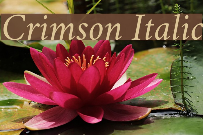 Crimson Italic Font examples
