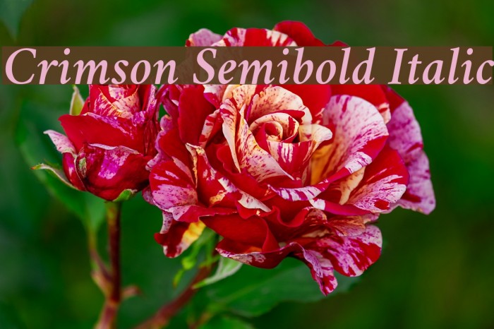 Crimson Semibold Italic Font examples