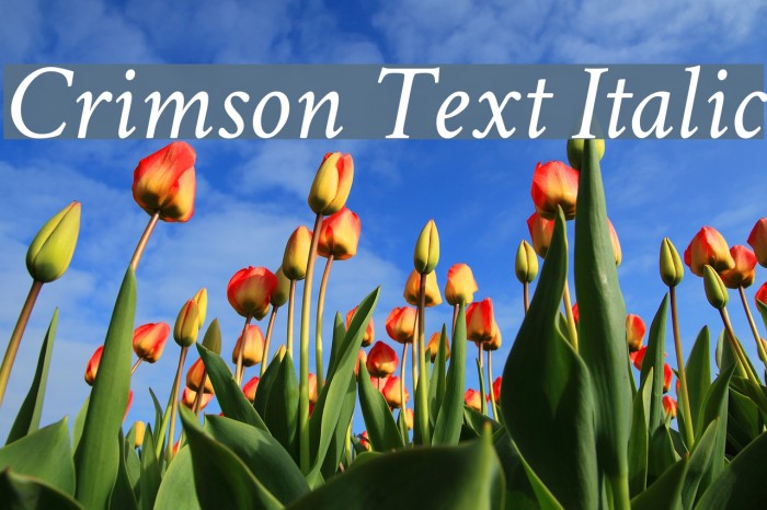Crimson Text Italic Шрифта examples
